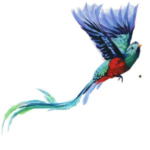 Resplendant Quetzel Illustration - Olivia Wise | Zinn Education Project