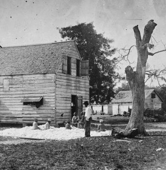 African Americans preparing cotton for gin, Port Royal, 1862