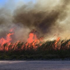 Sugarcane during a controlled burn in South Florida.
