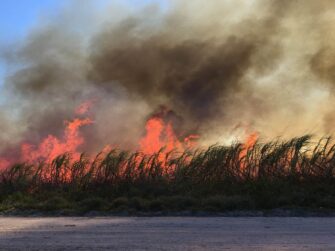 Sugarcane during a controlled burn in South Florida.